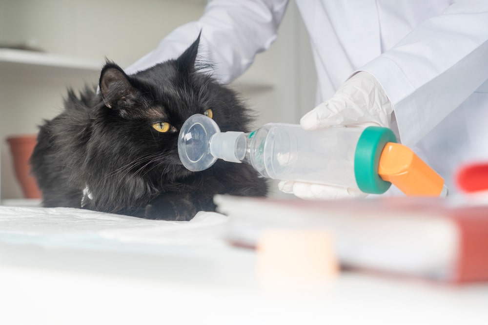 如有發現家中貓咪有貓哮喘症狀應盡快送醫檢查