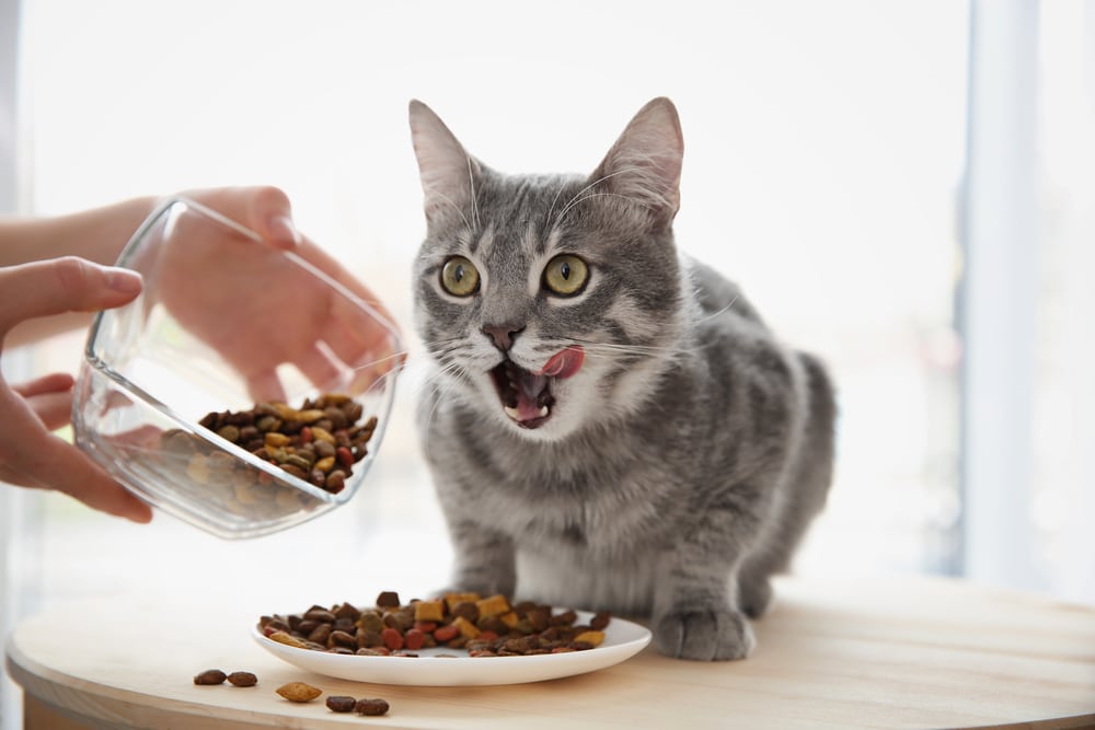 6種方法解決貓咪挑食問題