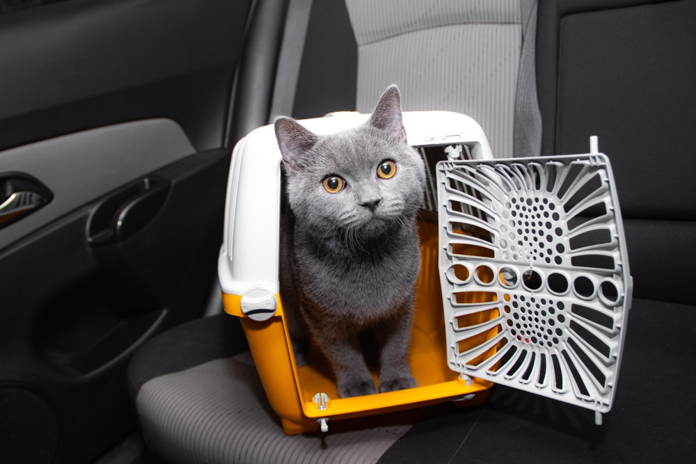 車內空氣不流通是引起貓咪暈車的原因之一