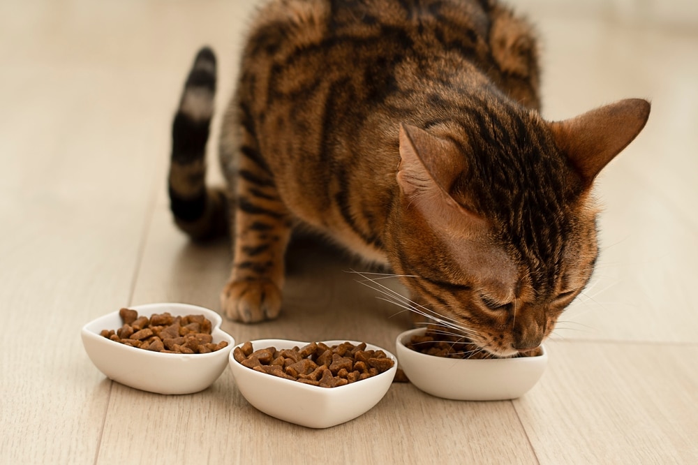 貓咪挑食或厭食的判斷方式是什麼？