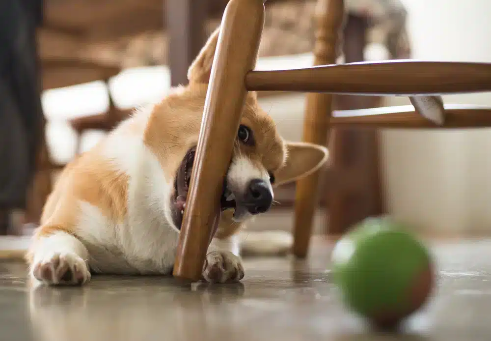 飼主必看！出現狗狗吃到異物症狀該如何治療？