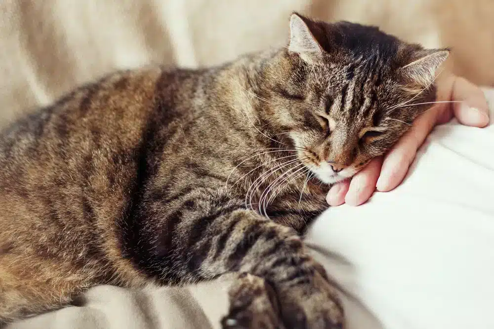 飼養貓咪必看重點，如何延長貓咪壽命？