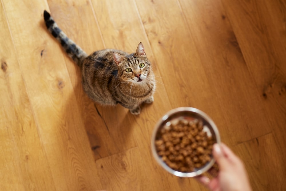 貓腹膜炎症狀可能包含拉肚子、食慾不振等等