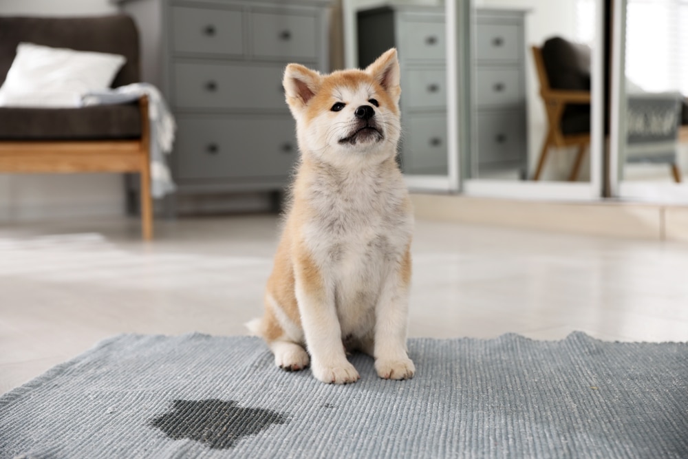 愛犬太長上廁所怎麼辦？簡單看懂狗狗頻尿原因