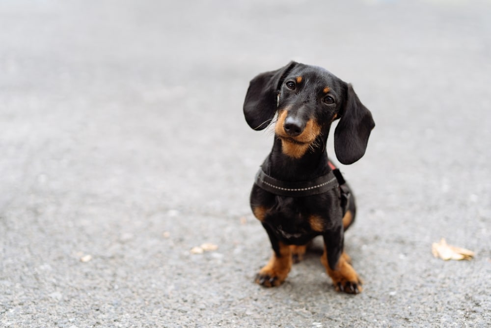 臘腸犬的介紹與飼養指南