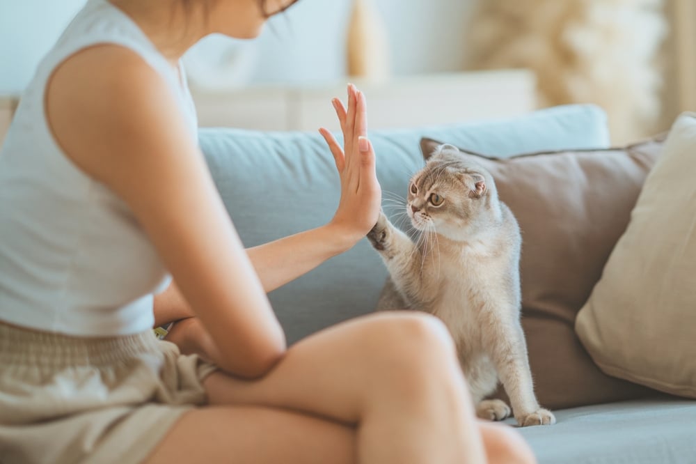 飼養蘇格蘭摺耳貓在醫療照護上要更費心