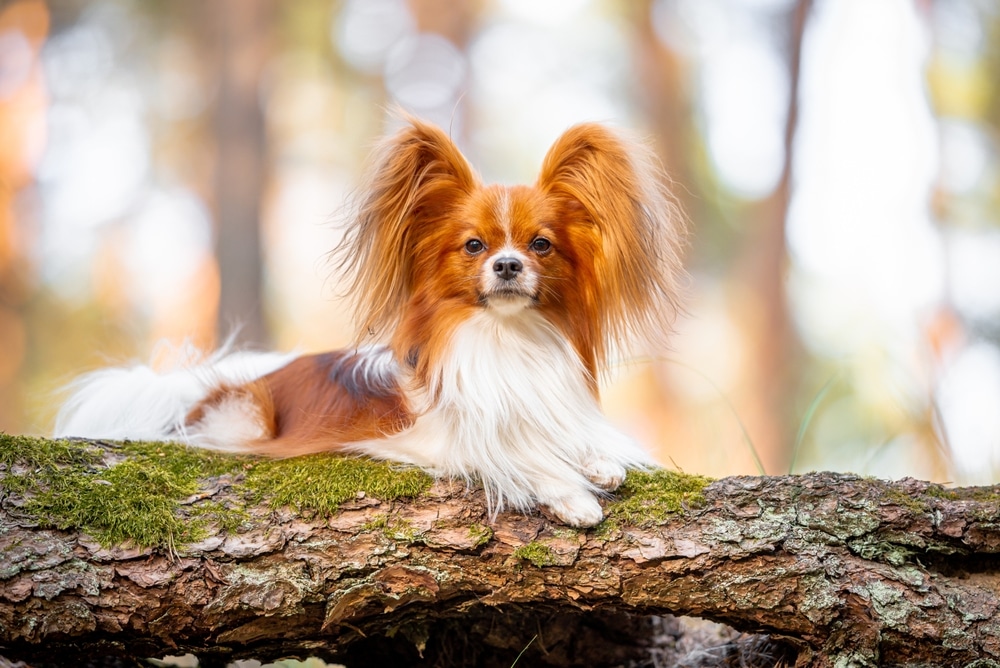 蝴蝶犬是聰明又高貴的品種犬