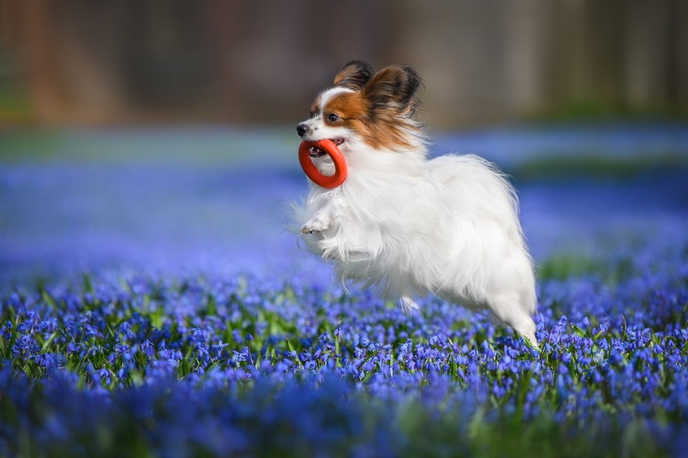 蝴蝶犬像貓一樣幾乎沒什麼體味