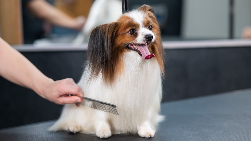 蝴蝶犬的適應環境能力很強