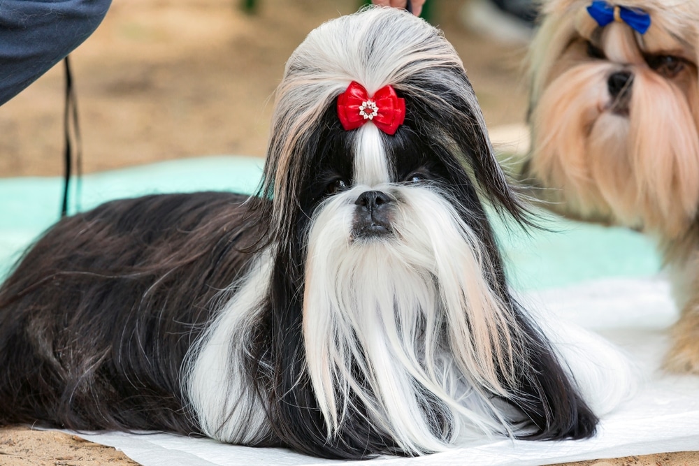 髮髻結紮的西施犬造型