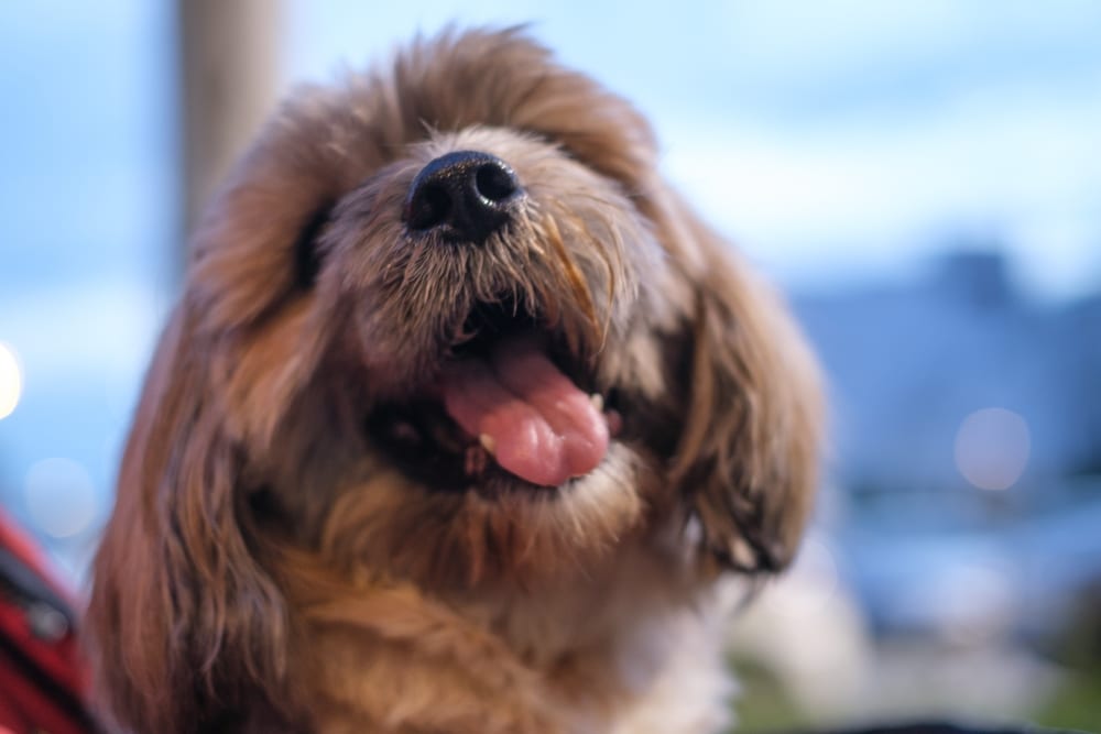 西施犬飼養的優缺點一覽