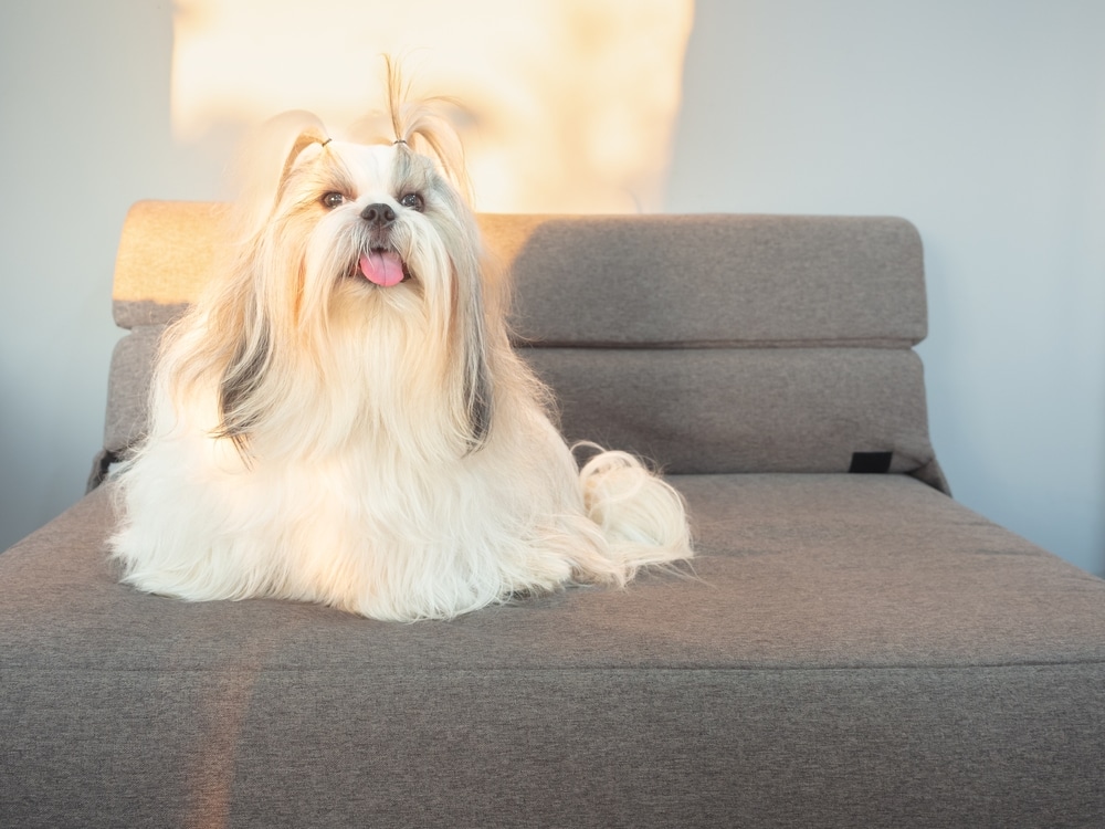 西施犬介紹，認識西施犬