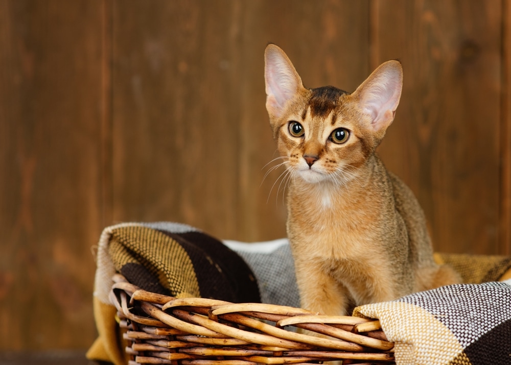 飼養阿比西尼亞貓需要給牠們充分的陪伴