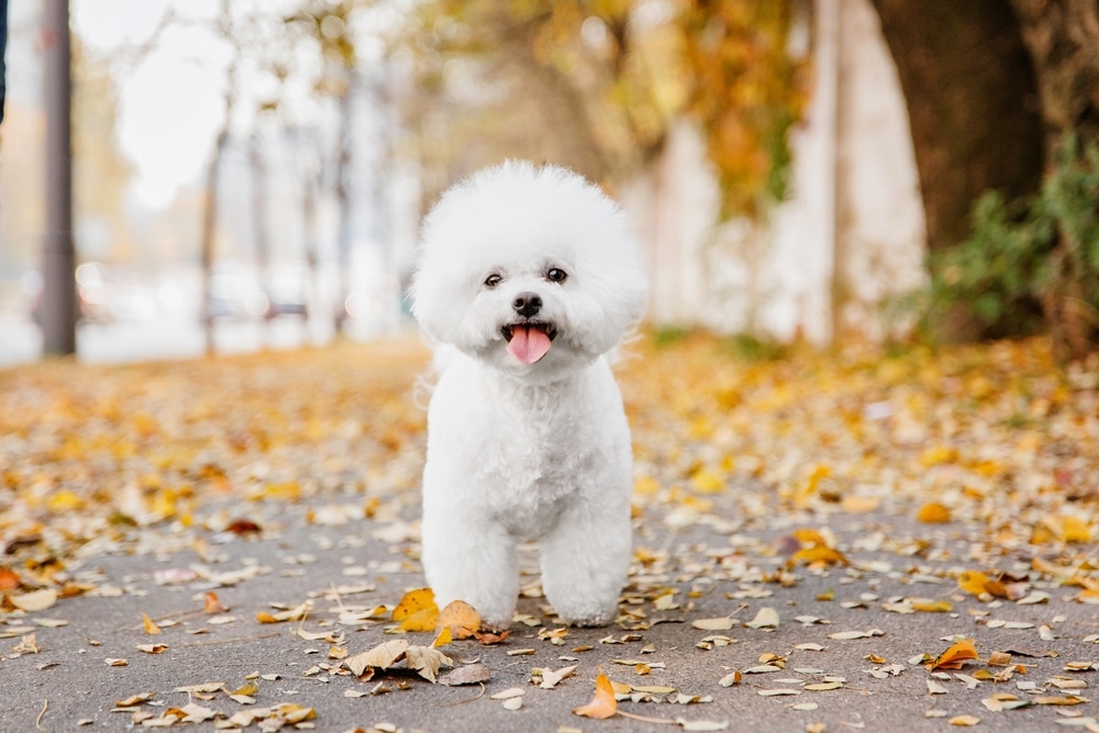 比熊犬四肢短小相當可愛