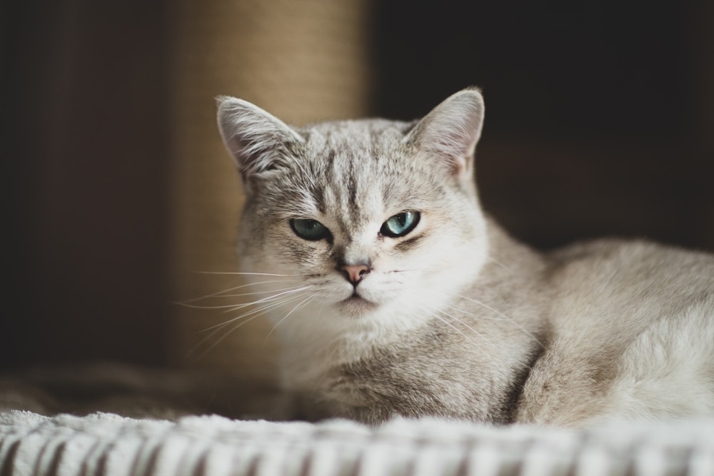 飼養波米拉貓需留意多囊性腎病