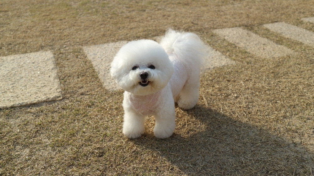 比熊犬個性溫柔黏人，需要陪伴就養牠