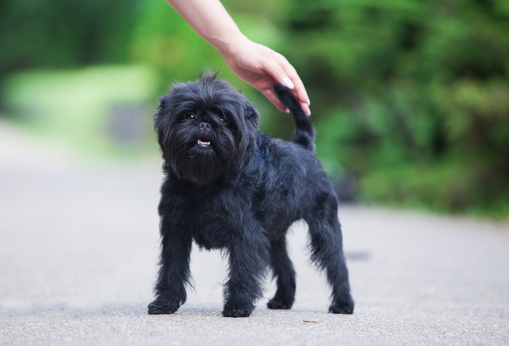 了解猴㹴（Affenpinscher）的由來、外型、個性以及飼養時的注意事項