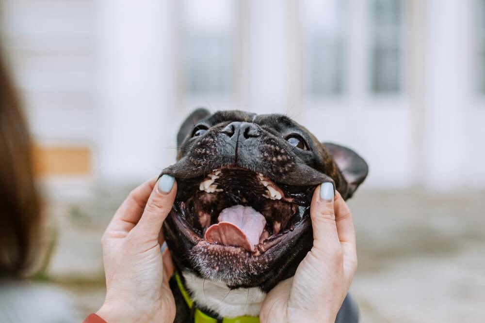 頂著厭世臉卻愛與人親近的法國鬥牛犬