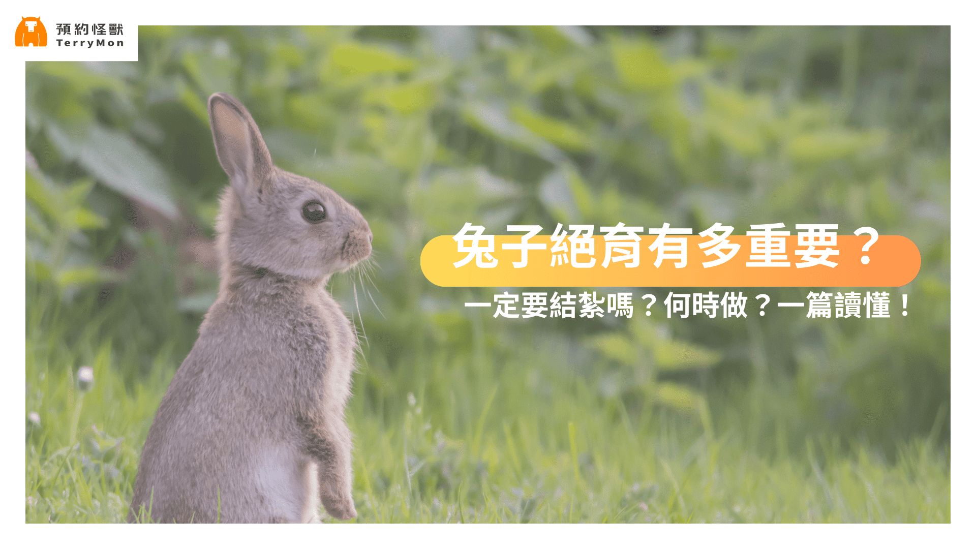兔子結紮