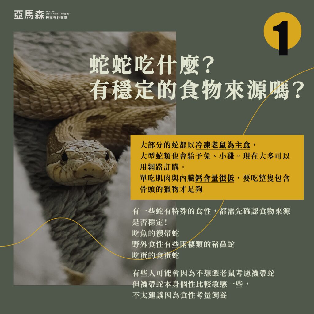 蛇蛇吃什麼