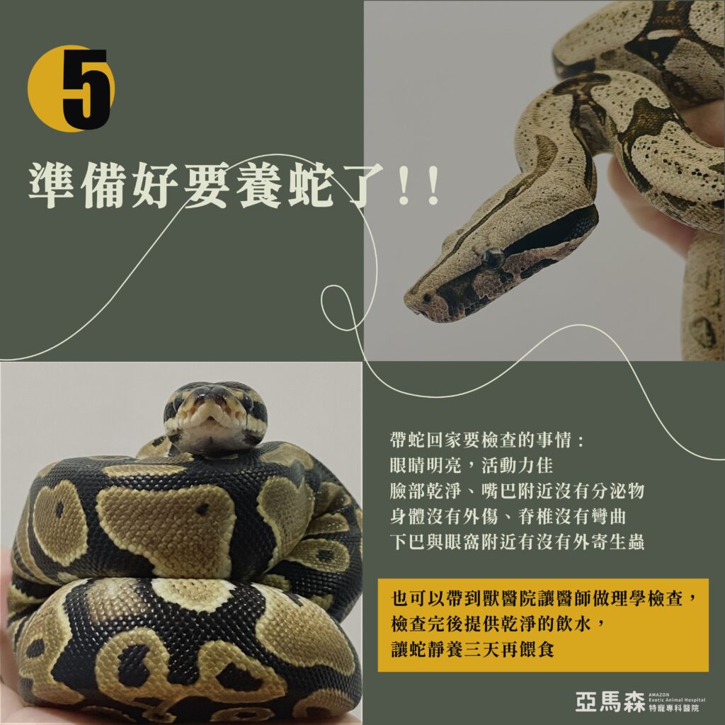準備好要養蛇了！