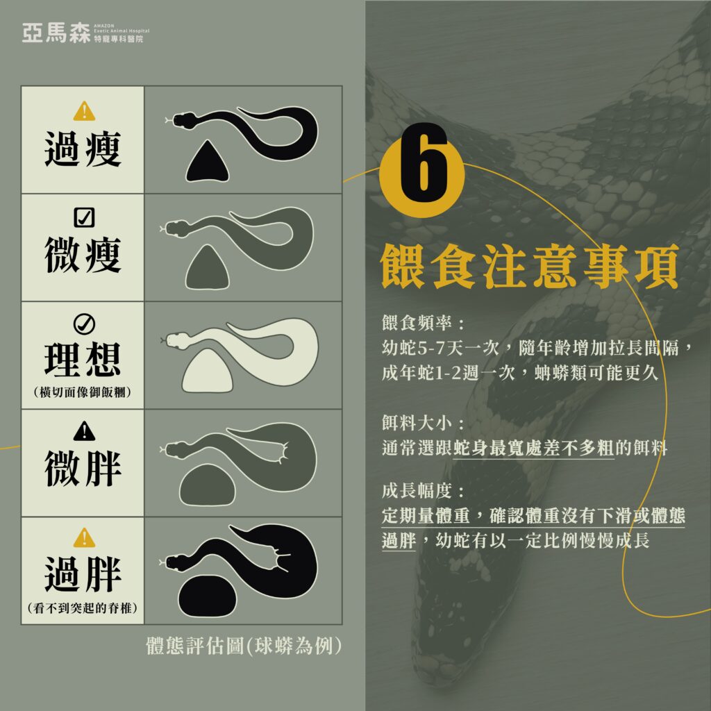 蛇蛇餵食注意事項