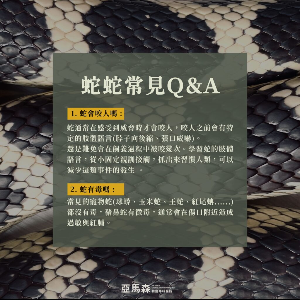 蛇蛇 Q&A