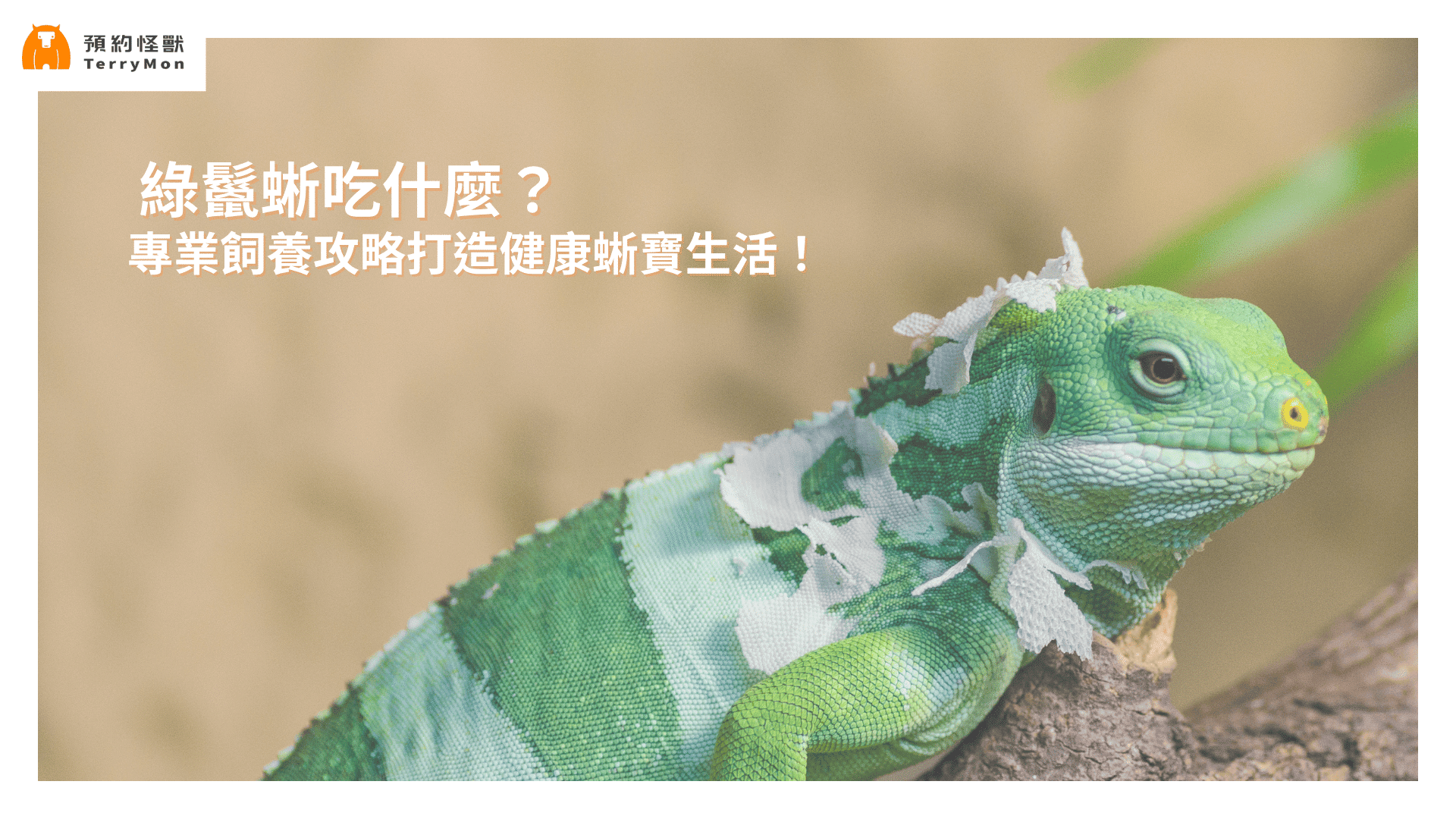 綠鬣蜥吃什麼