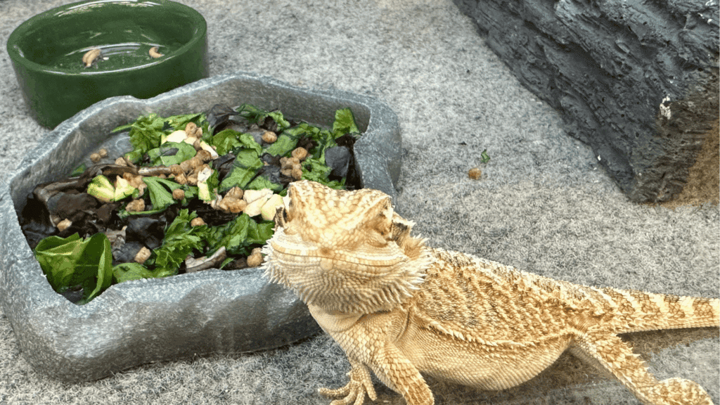 獅蜥吃什麼