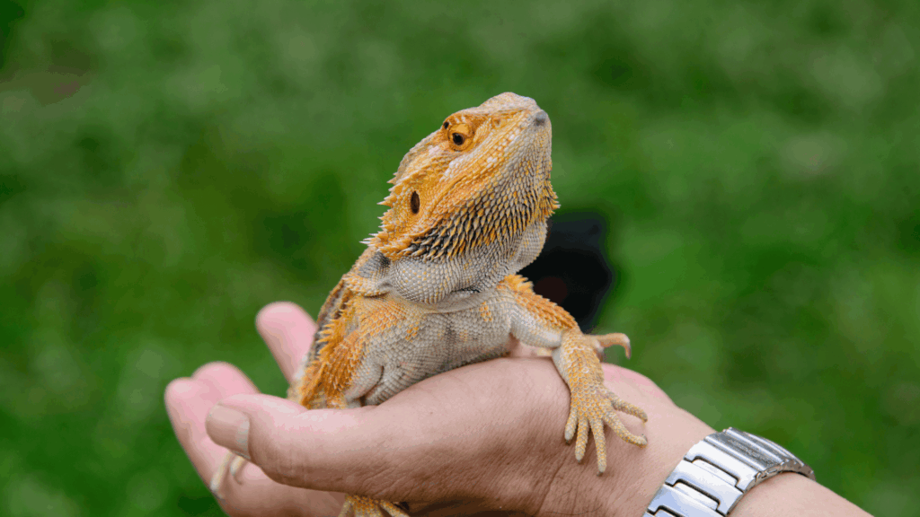 鬆獅蜥飼養健康問題