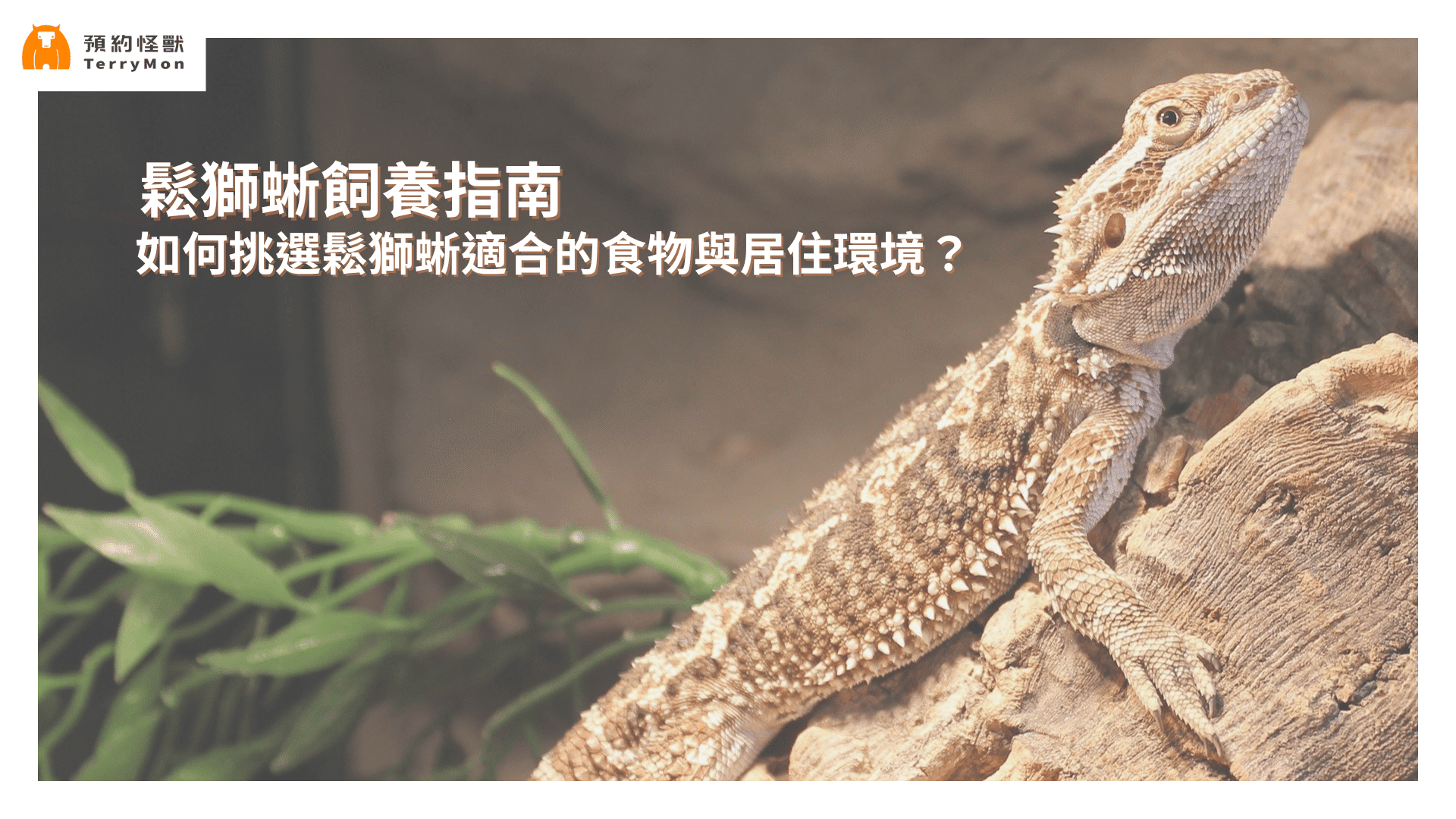 鬆獅蜥飼養