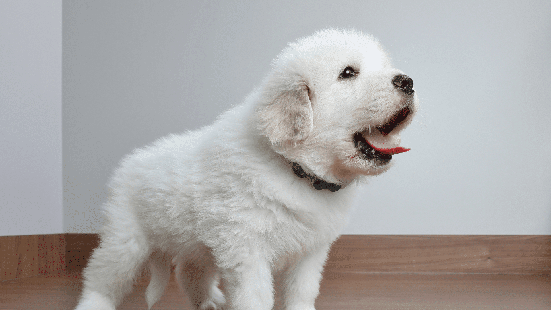 狗狗咳嗽症狀分為咳嗽與乾嘔，請觀察狀況並協助獸醫判斷