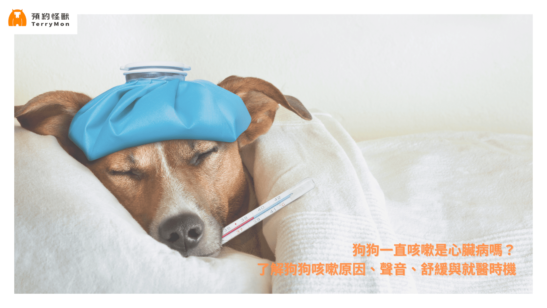狗狗咳嗽怎麼辦？了解狗狗咳嗽原因、聲音、舒緩與就醫時機