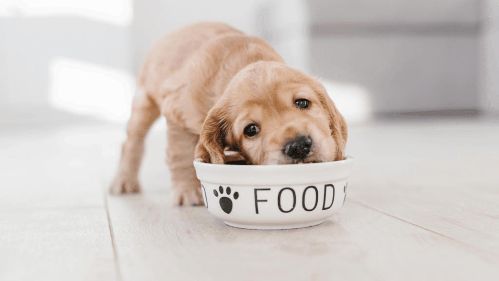 狗狗心臟病 5 大護心食材推薦